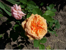 S73R4745.JPG