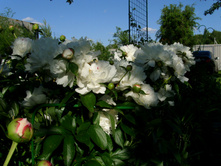 S73R4753.JPG