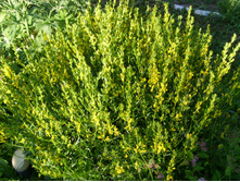 S73R4771.JPG