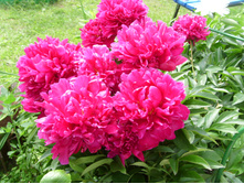 S73R4783.JPG