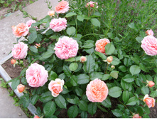 S73R4788.JPG