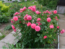 S73R4789.JPG