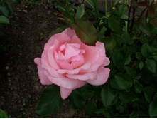 S73R4791.JPG