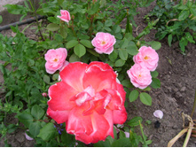 S73R4797.JPG