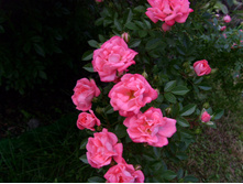 S73R4889.JPG