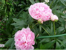 S73R4916.JPG