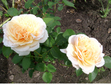 S73R4918.JPG