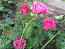 S73R4919.JPG