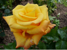 S73R4940.JPG