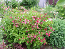 S73R4955.JPG