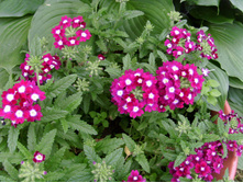 S73R4985.JPG
