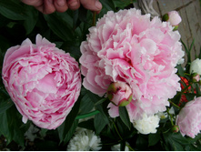S73R4987.JPG