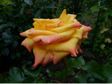 S73R4989.JPG