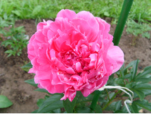 S73R4992.JPG