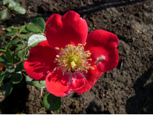 S73R5048.JPG