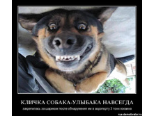 klichka-sobaka-ulybaka.jpg