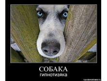 sobaka-gipnotizyaka.jpg