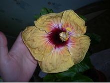 T.Tiger