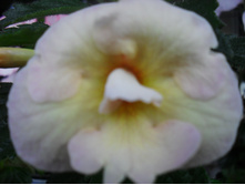 SDC13101.JPG