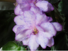 SDC13105.JPG