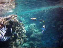 FILE0061.JPG