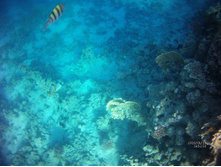 FILE0065.JPG
