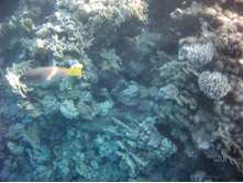 FILE0074.JPG