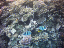 FILE0098.JPG