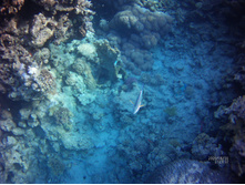 FILE0005.JPG
