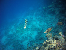 FILE0050.JPG