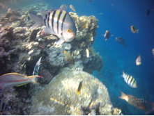 FILE0005.JPG