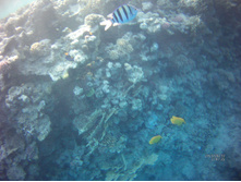 FILE0011.JPG