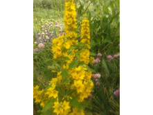 20130622_151929.jpg