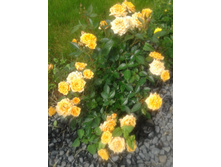 20130622_152244.jpg