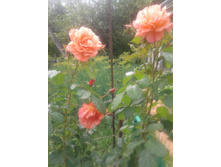 20130622_152335.jpg