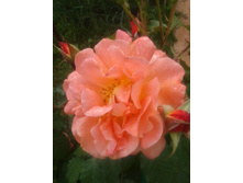 20130622_152341.jpg