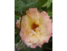 20130622_152355.jpg