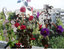SDC13130.JPG