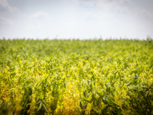 20130706-DSC01833.jpg