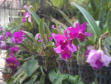 IMAG1026.jpg