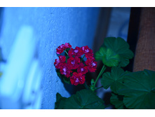 DSC_5379.JPG