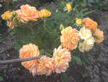 08072013302.JPG