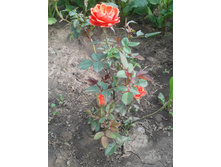 20130627_161326.jpg