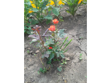 20130627_161350.jpg