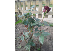 20130627_161403.jpg