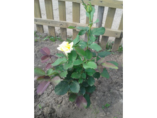 20130627_161417.jpg