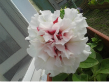 20130627_161439.jpg