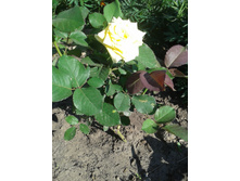 20130628_173910.jpg