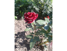 20130628_173921.jpg