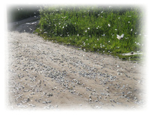 DSCN3436.JPG